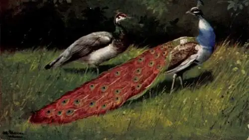 Ak Rotterdam Südholland Niederlande, Pfauenpaar im Grünen