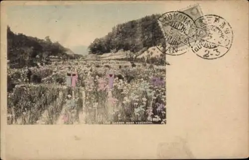 Ak Yokohama Präf. Kanagawa Japan, Blumenfeld, Eris Garten,  farbige Blumen, Landschaft