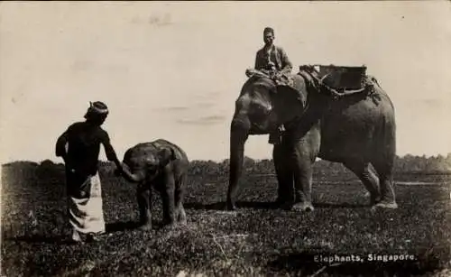 Ak Singapur, Elefanten, Elefant mit Jungtier, Elefantenführer