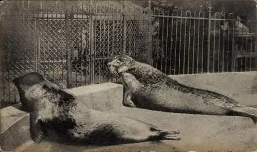 Ak Zoologischer Garten, Robben