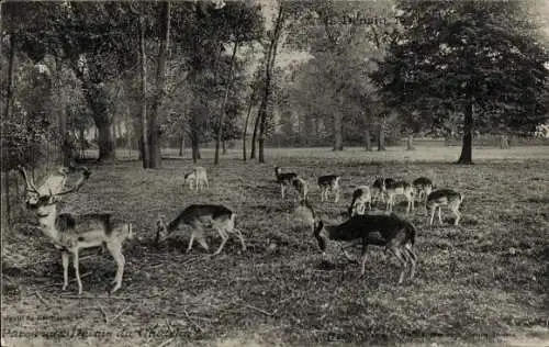 Ak Grasende Hirsche, Park