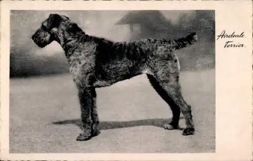 Ak Hund, Airdeale Terrier