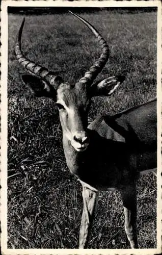 Ak Zonder argwaan, Antilope