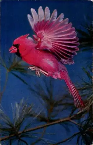 Ak Vogel, Rotkardinal