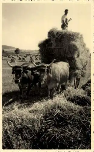 Ak Ochsengespann, Heuernte