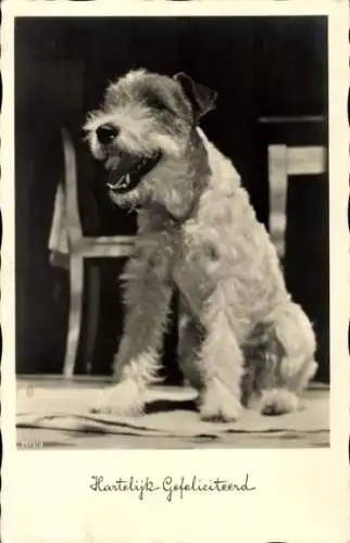 Ak Glückwunsch, Terrier, Hund