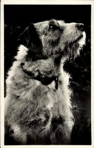 Ak Hundeportrait, Terrier