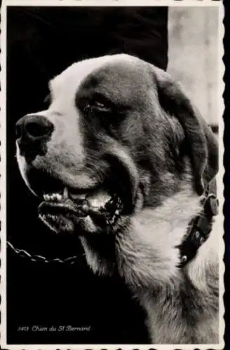 Ak Bernhardiner, Hund