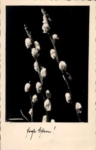 Ak Glückwunsch Ostern, Weidenkätzchen