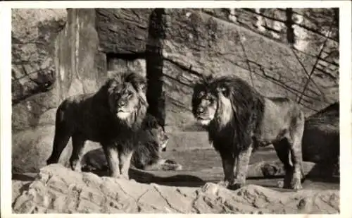 Ak Hamburg Eimsbüttel Stellingen, Carl Hagenbecks Tierpark, Berberlöwen in der Löwenschlucht