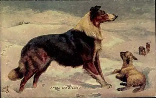 Künstler Ak Drummond, After the Storm, Lamm