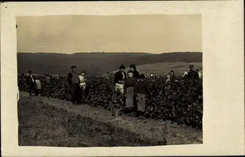 Ak Weinlese, Weinernte