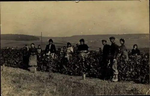 Ak Weinlese, Weinernte