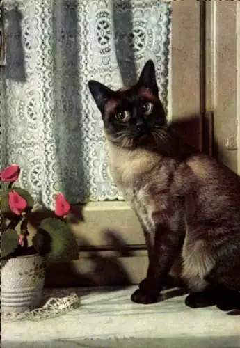 Ak Katze, Siamkatze, Portrait