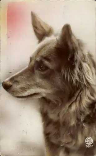 Ak Hund, Tierportrait