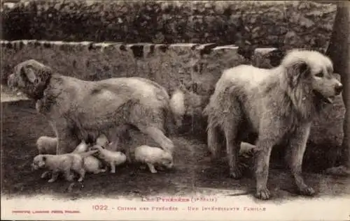 CPA Les Pyrénées, Chiens des Pyrénées