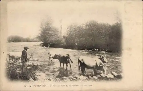 CPA Les Pyrénées, Vaches au bord de la Rivière