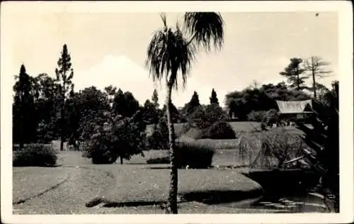 Ak Bogor Indonesien, Botanischer Garten, Palmen, Bäume, Teich, Landschaft