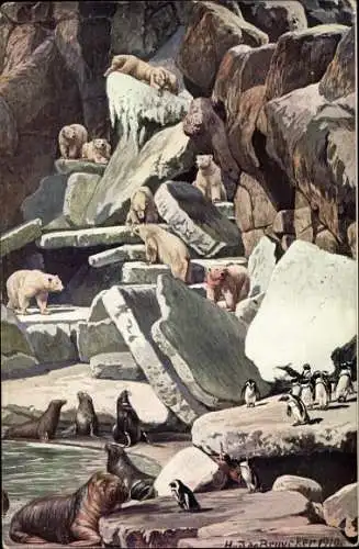 Künstler Ak de Bruycker, H.v.J., Hamburg Eimsbüttel Stellingen, Carl Hagenbeck's Tierpark, Walrosse
