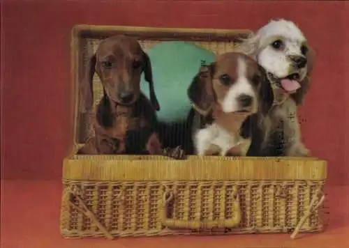 Ak Drei junge Hunde im Korb, Welpen