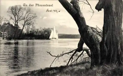 Ak Berlin Zehlendorf Wannsee, Pfaueninsel, Segelboot