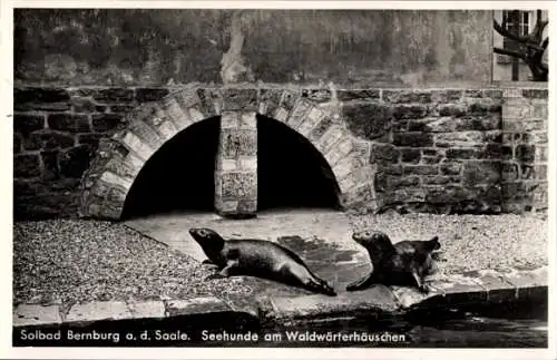 Ak Bernburg an der Saale, SeeHunde, Waldwärterhäuschen, Stadtansicht, historische Postkarte