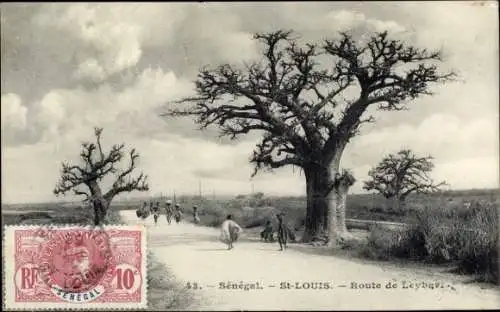 Ak Saint Louis Sénégal, Straße nach Leybar