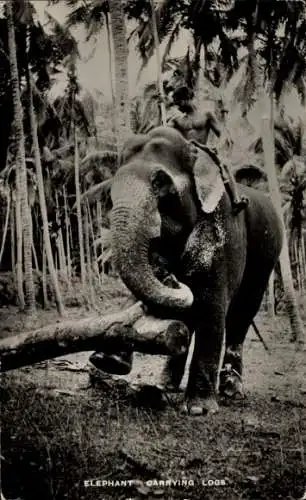 Ak Ceylon Sri Lanka, Elefant hebt Baumstamm an