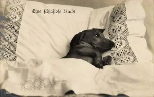 Ak Im Bett liegender Dackel