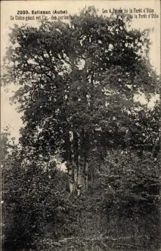 Ak Estissac Aube, Ortsansicht, Baumriese