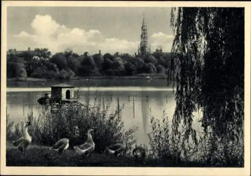 Ak Zwickau in Sachsen, Blick auf den Schwanenteich mit Blick auf den Dom.