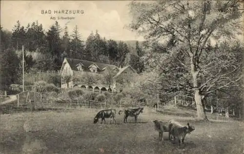 Ak Bad Harzburg am Harz,  Amp Silberborn, ländliche Landschaft, Kühe auf Wiese