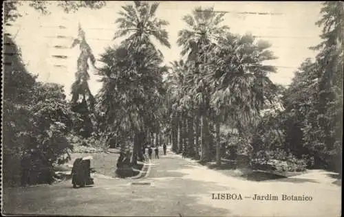 Ak Lisboa Lissabon Portugal, Sonnenbeschienene Allee, Botanischer Garten, Palmen, Spaziergänger