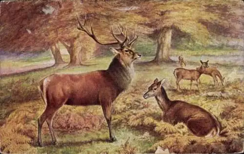 Künstler Ak Weidende Hirsche, Rothirsch