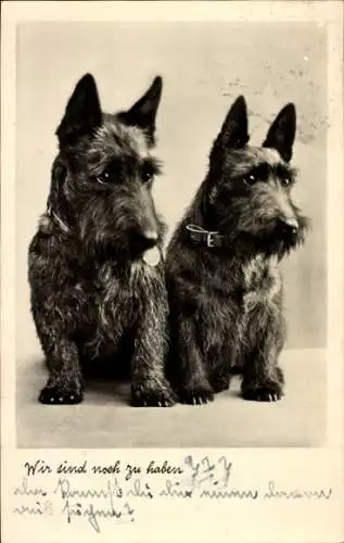 Ak Portrait zweier Terrierwelpen