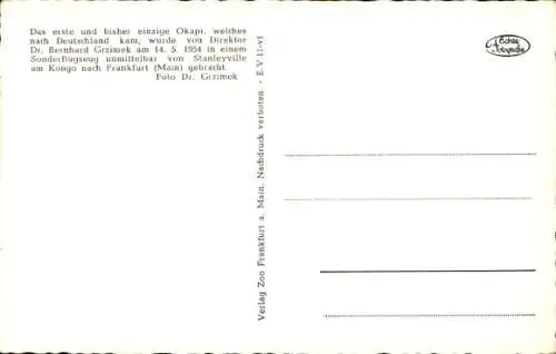 Ak Okapi, Kurzhalsgiraffen