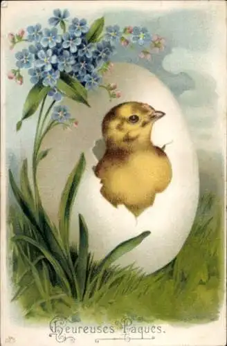 Ak Dresden Schönfeld Weißig Eschdorf, Küken schlüpft aus Ei Vergissmeinnicht