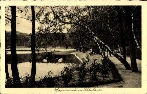Ak Berlin Zehlendorf, Schlachtensee, Uferpromenade, Schwäne