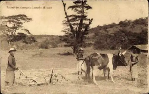 Ak Lusambo Kongo, Landwirtschaft im Kongo