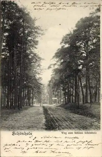 Ak Berlin Pankow Niederschönhausen Schönholz, Schloss  Weg zum Schloss, Bäume, ländliche Landscha