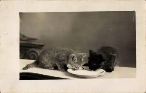 Foto Ak Zwei Katzen trinken aus einem Napf