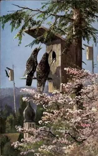 Ak Chur Kanton Graubünden, Zwei Vögel sitzen auf einem Nistkasten. Im Hintergrund ist ein blau...
