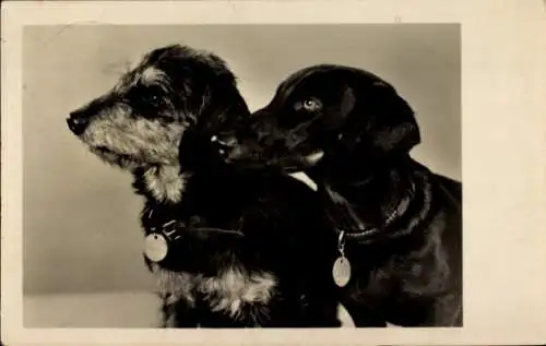 Ak Zwei Hunde, Portrait