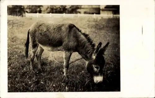 Ak Esel an der Kette, Portrait