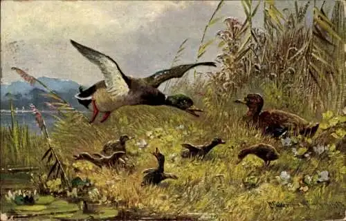 Künstler Ak Enten, Entenfamilie, Küken, Vögel