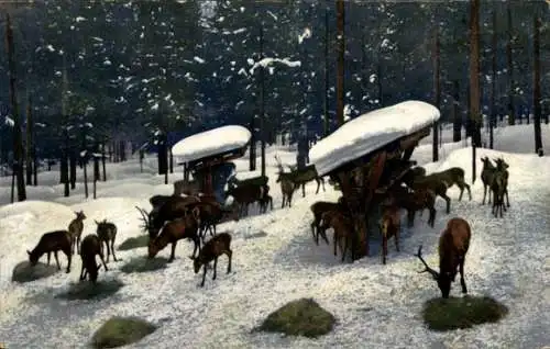Ak Waldpartie im Winter, grasende Hirsche