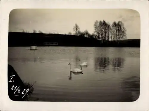 Foto Ak Ohorn in Sachsen, Teich, Schwäne