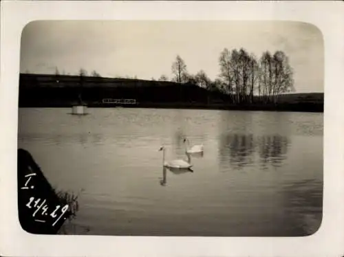 Foto Ak Ohorn in Sachsen, Teich, Schwäne