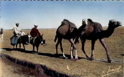 Ak Karawane, Kamele, Esel