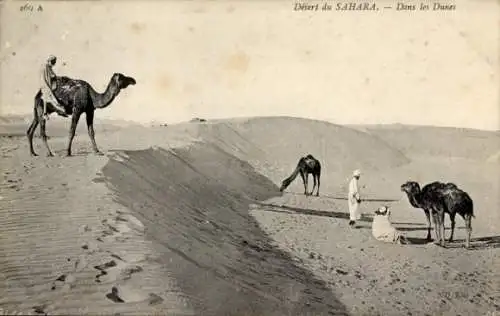 Ak Désert du Sahara, Dans les Dunes, Kamele